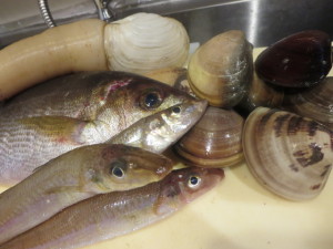 久々の白ミル貝ちゃんです